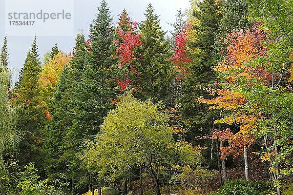 Herbstlicher Wald  Provinz Quebec  Kanada  Nordamerika