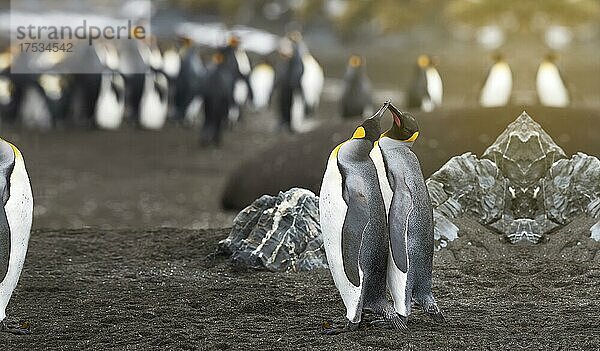 Verliebtes Königspinguinpaar  Zwei Pinguine zusammen mit Pinguinen im Hintergrund Grönland