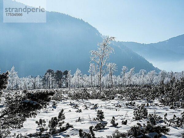 Winterlandschaft  Schnee auf Zweigen von Bäumen  Pürgschachen Moor  Ardning  Steiermark  Österreich  Europa