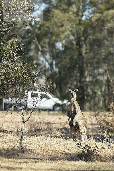 Ausgewachsenes Östliches graues Riesenkänguru (Macropus giganteus) in einem Feld mit Verkehr im Hintergrund  New South Wales  Australien  Ozeanien