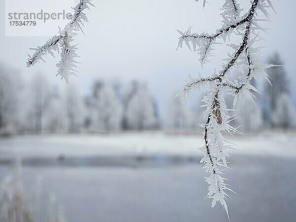 Schnee auf Ästen eines Baumes  Admont  Gesäuse  Steiermark  Österreich  Europa