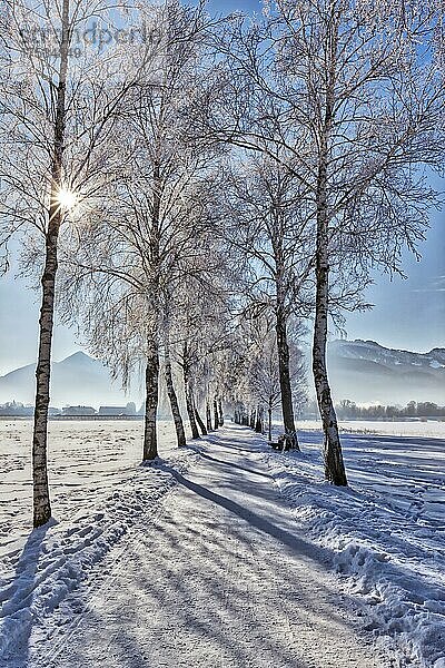 Winterlandschaft  Eisbäume  Schnee  Chiemsee  Bayern  Deutschland  Europa