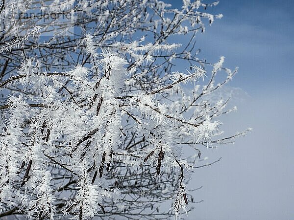 Schnee auf Zweigen eines Baumes  Pürgschachen Moor  Ardning  Steiermark  Österreich  Europa