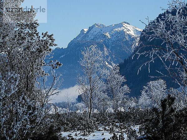 Winterlandschaft  Pürgschachen Moor im Winter  verschneite Berggipfel im Gesäuse  Ardning  Steiermark  Österreich  Europa
