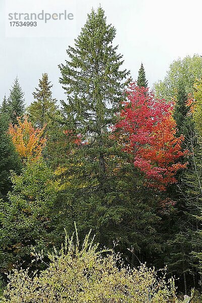 Herbstlicher Wald  Provinz Quebec  Kanada  Nordamerika