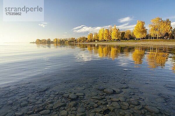 Leuchtendes Herbstlaub am Nachmittag am Ufer in Hegne  Bodensee  Baden-Württemberg  Deutschland  Europa