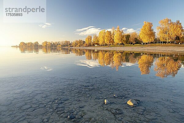 Leuchtendes Herbstlaub am Nachmittag am Ufer in Hegne  Bodensee  Baden-Württemberg  Deutschland  Europa