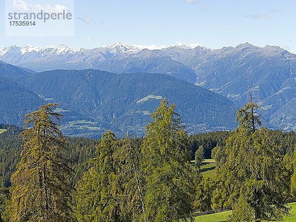 Lärchenwiesen am Salten  Salten  Jenesien  Bozen  Bolzano  Südtirol  Italien  Europa