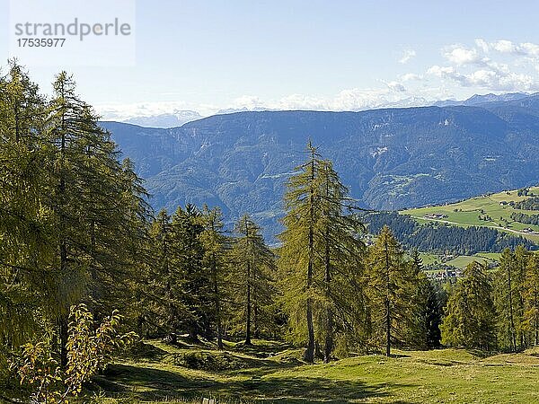 Lärchenwiesen am Salten  Salten  Jenesien  Bozen  Bolzano  Südtirol  Italien  Europa