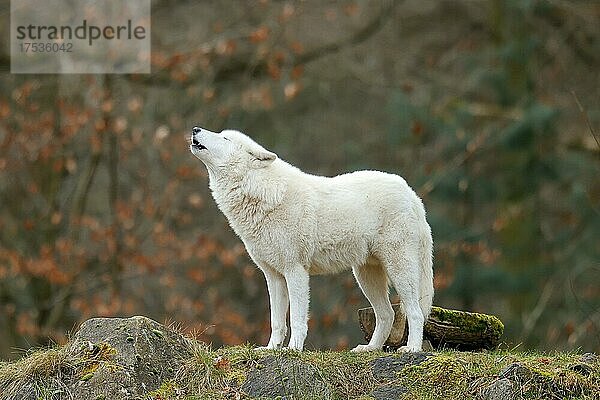 Polarwolf  Arktischer Wolf (Canis lupus arctos) steht heulend  captive