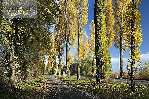 Buntes Herbstlaub am Nachmittag an der Allee zur Insel Reichenau  Deutsche Alleenstraße  Bodensee  Baden-Württemberg  Deutschland  Europa