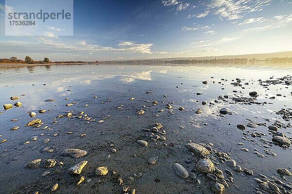 Abendlicht mit Blick zur Allee  Insel Reichenau  Bodensee  Baden-Württemberg  Deutschland  Europa