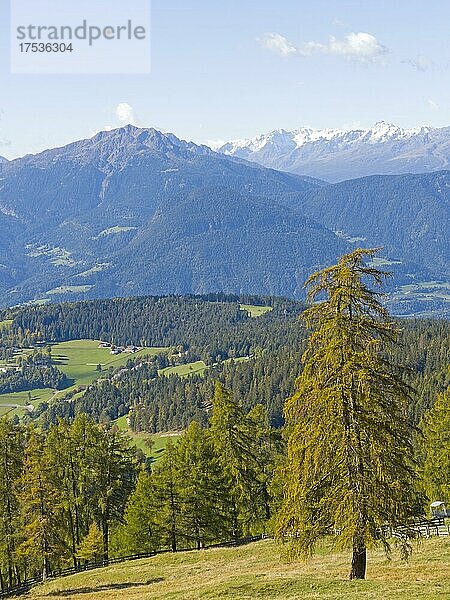 Lärchenwiesen am Salten  Salten  Jenesien  Bozen  Bolzano  Südtirol  Italien  Europa