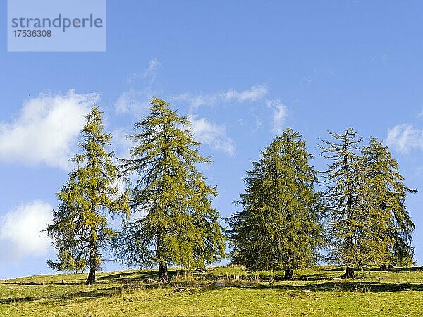 Lärchenwiesen am Salten  Salten  Jenesien  Bozen  Bolzano  Südtirol  Italien  Europa