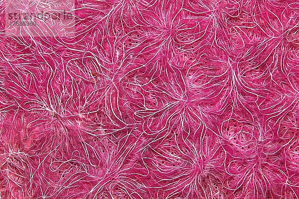 Struktur  Ausschnitt  unbestimmter Kieselschwamm (Spongia) (Silicea)  pink  Banda See  Pazifik  Saparua  Insel  Molukken  Indonesien  Asien
