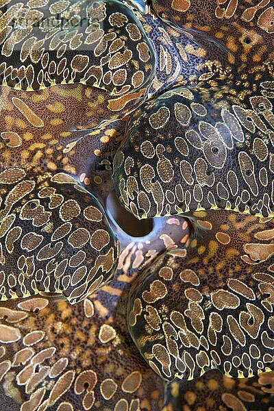 Detail  Ausströmöffnung  Muschelfleisch einer Riesenmuschel (Tridacna sp.)  Banda See  Pazifik  Saparua  Insel  Molukken  Indonesien  Asien