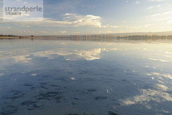 Abendlicht mit Blick zur Allee  Insel Reichenau  Bodensee  Baden-Württemberg  Deutschland  Europa