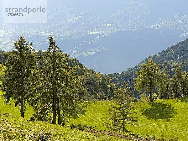 Lärchenwiesen am Salten  Salten  Jenesien  Bozen  Bolzano  Südtirol  Italien  Europa