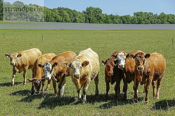 Kühe auf der Weide  Kremmen  Brandenburg  Deutschland  Europa