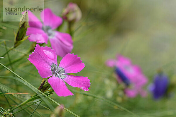 Wachstum rosa Blüten im Feld im Nationalpark Mercantour  Frankreich