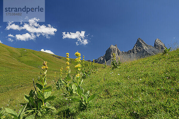 Gelbe Gentiana lutea-Blütenpflanzen mit dem Berg Aiguilles d'Arves im Hintergrund  Frankreich