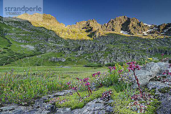 Rosa Hauswurzblüten im Nationalpark Ecrins  Frankreich