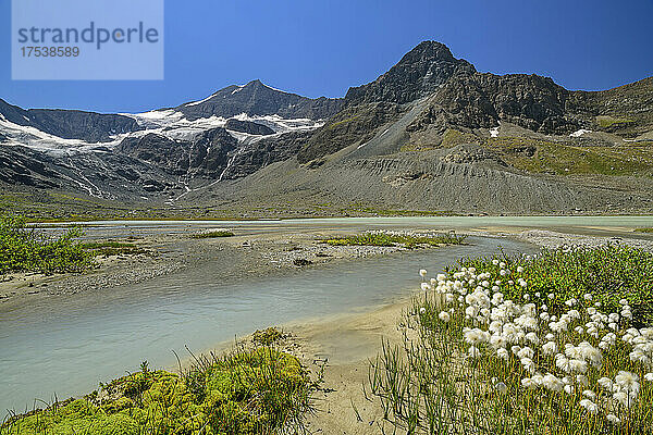 Wollgraspflanzen in der Nähe des Sees Lac des Evettes im Winter  Nationalpark Vanoise  Frankreich