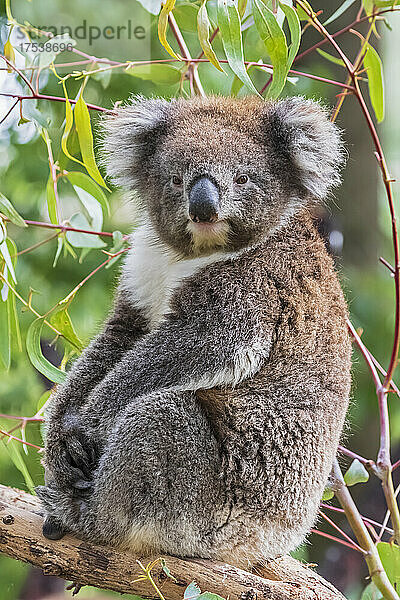 Porträt eines Koalas (Phascolarctos cinereus)  der auf einem Ast sitzt