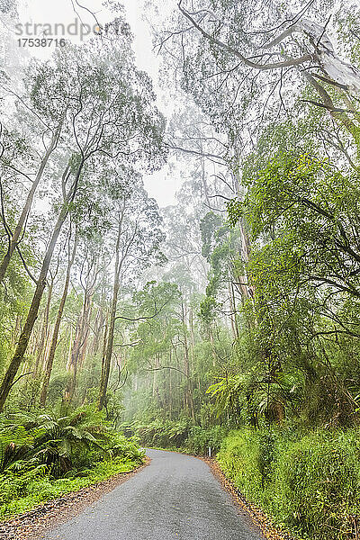 Australia  Victoria  Beech Forest  Turtons Track road cutting through lush rainforest