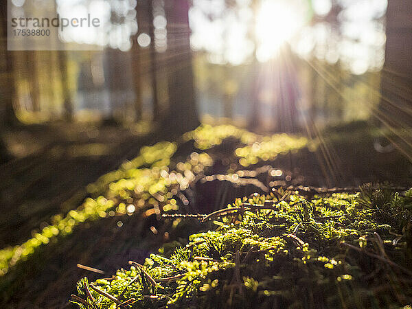 Mossy forest floor illuminated by setting sun