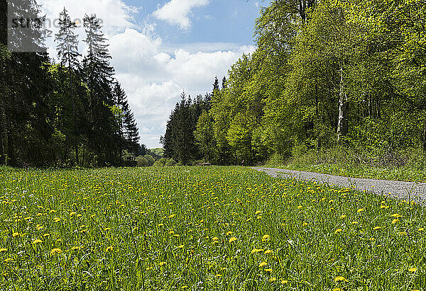 Leerer Fußweg an der Blumenwiese im Urfttal an einem sonnigen Tag