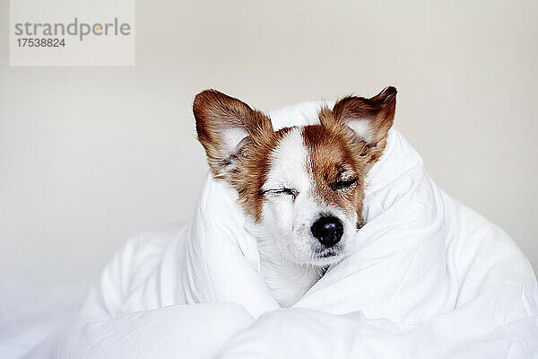 Tired Jack Russell dog covered in duvet