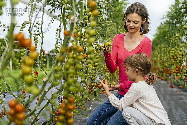 Frau und Mädchen betrachten Tomaten im Gemüsegarten