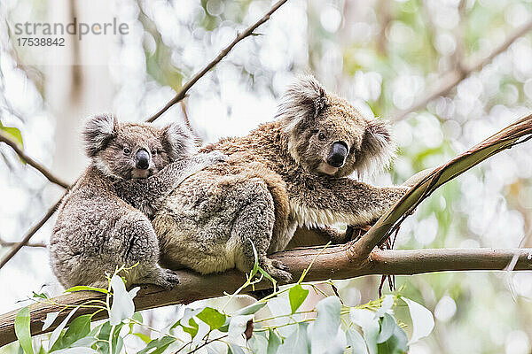 Adult koala (Phascolarctos cinereus) sitting on tree branch with young animal