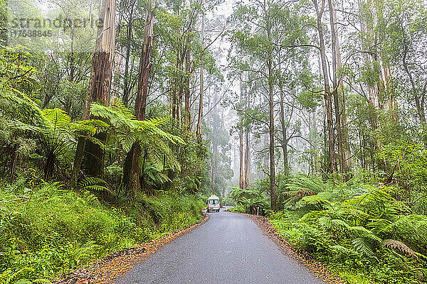 Australia  Victoria  Beech Forest  Car driving along Turtons Track road cutting through lush rainforest