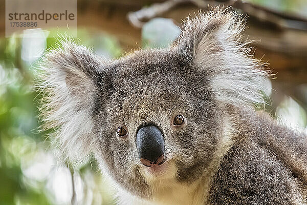 Portrait of koala (Phascolarctos cinereus) looking straight at camera