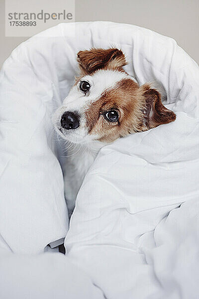 Jack-Russell-Hund mit weißer Bettdecke bedeckt