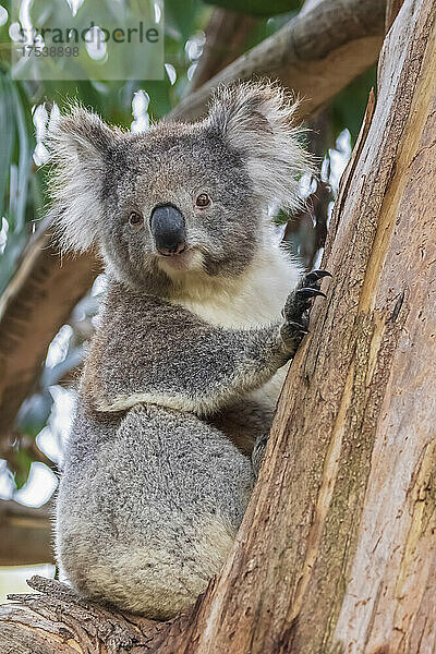 Koala (Phascolarctos cinereus) sitzt auf einem Ast und blickt direkt in die Kamera