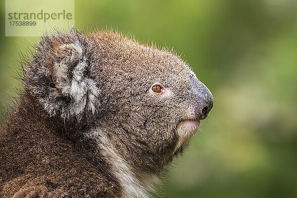 Portrait of koala (Phascolarctos cinereus) looking away