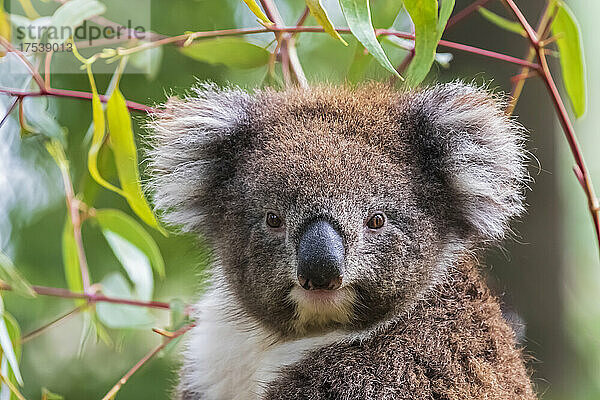 Porträt eines Koalas (Phascolarctos cinereus)  der direkt in die Kamera blickt
