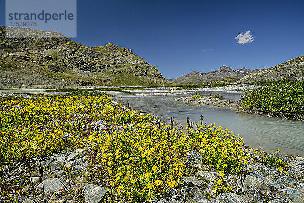 Wachstum gelber Wildblumen am Seeufer an einem sonnigen Tag im Nationalpark Vanoise  Frankreich