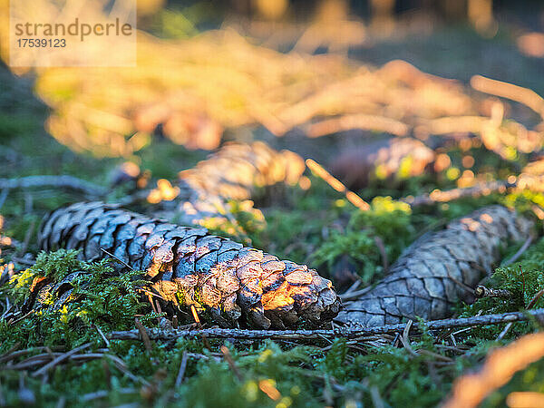 Pine cones lying on mossy forest floor