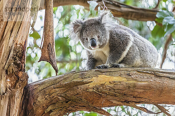 Koala (Phascolarctos cinereus) sitzt auf einem Ast und blickt in die Kamera