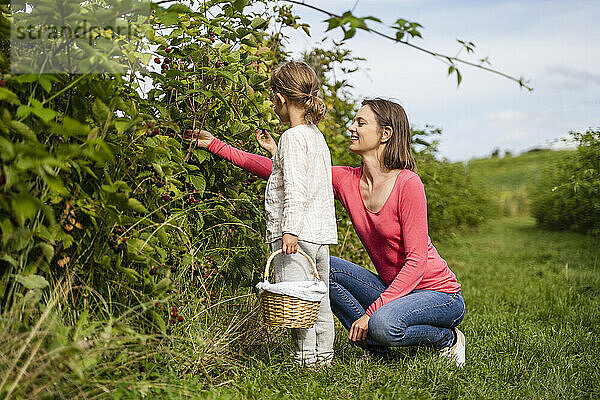 Woman and girl picking berries together in orchard