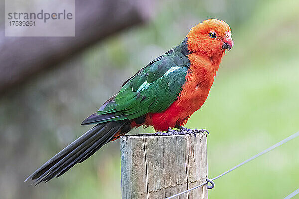Australian king parrot (Alisterus scapularis) perching on top of pole