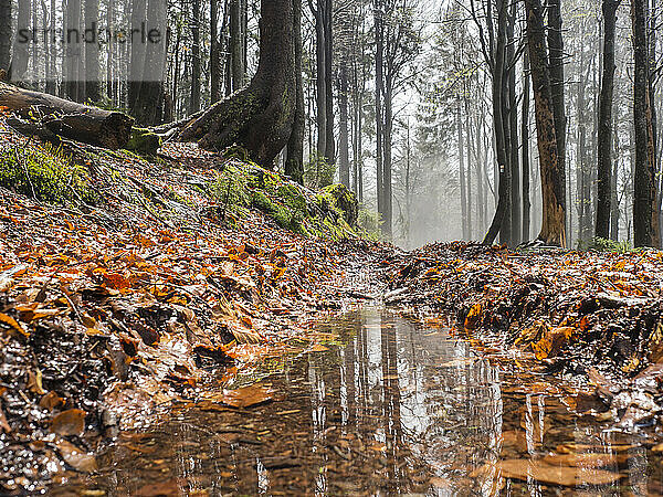 Puddle of water in autumn forest