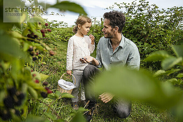 Man looking at daughter eating berries in orchard