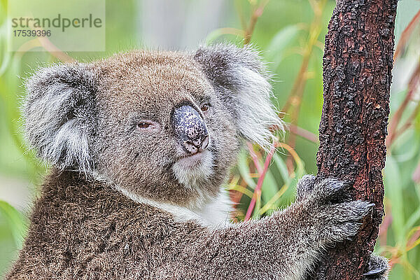 Portrait of koala (Phascolarctos cinereus)
