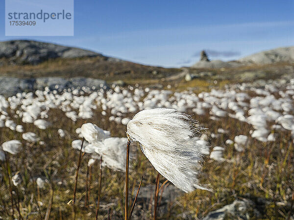 Cotton grass growing in Hardangervidda plateau