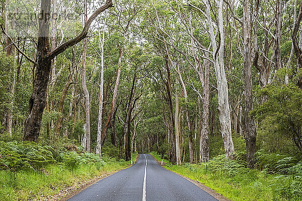 Stretch of Great Ocean Road cutting through green forest
